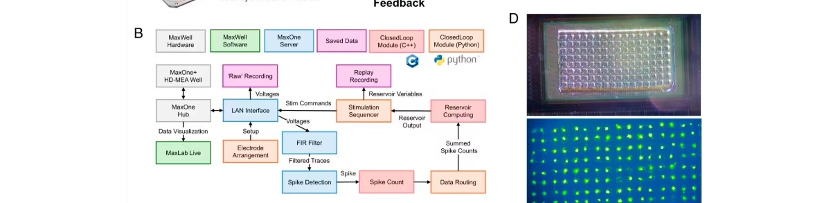日本科学家成功训练大鼠神经元，实现实时 AI 计算任务
